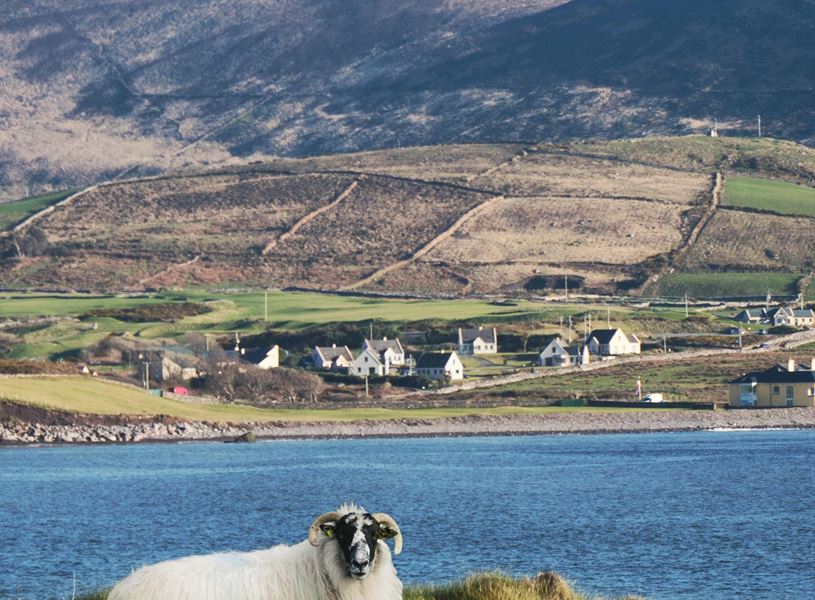 Sheep standing on grassy shore with Kerry hills and houses behind
