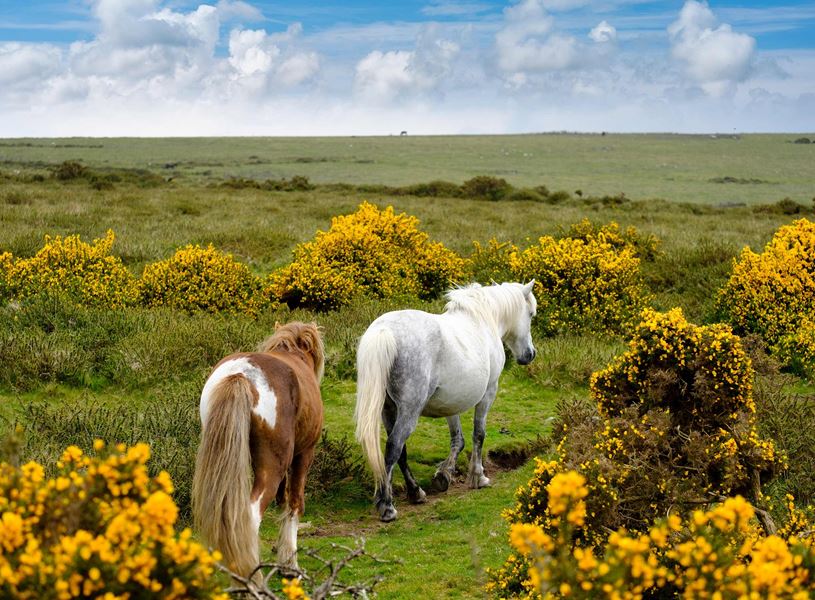 Two Dartmoor ponies on grassy path with yellow gorse, under blue sky
