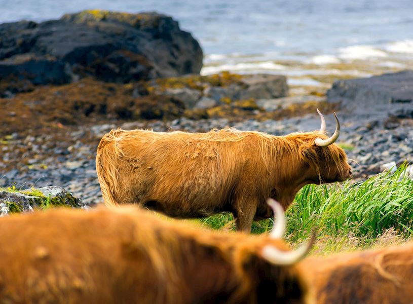 Highland Cattle in Isle of Mull, Scotland