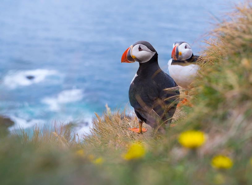 Atlantic Puffin in Orkney Islands, Scotland