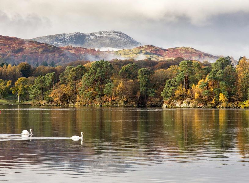 Swans in Lake Windermere and trees with colourful autumn foliage in Lake District, England
