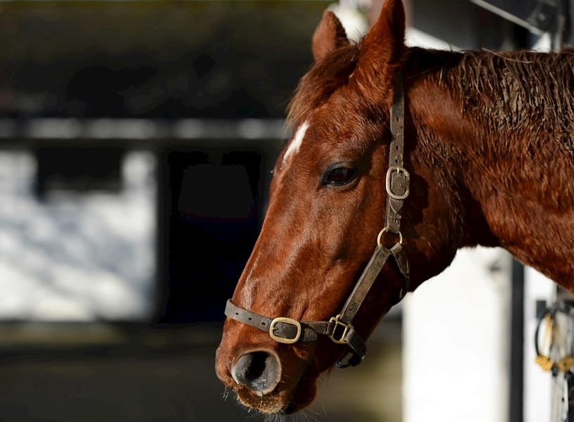 Close-up of horse’s head with bridle at Irish National Stud stable