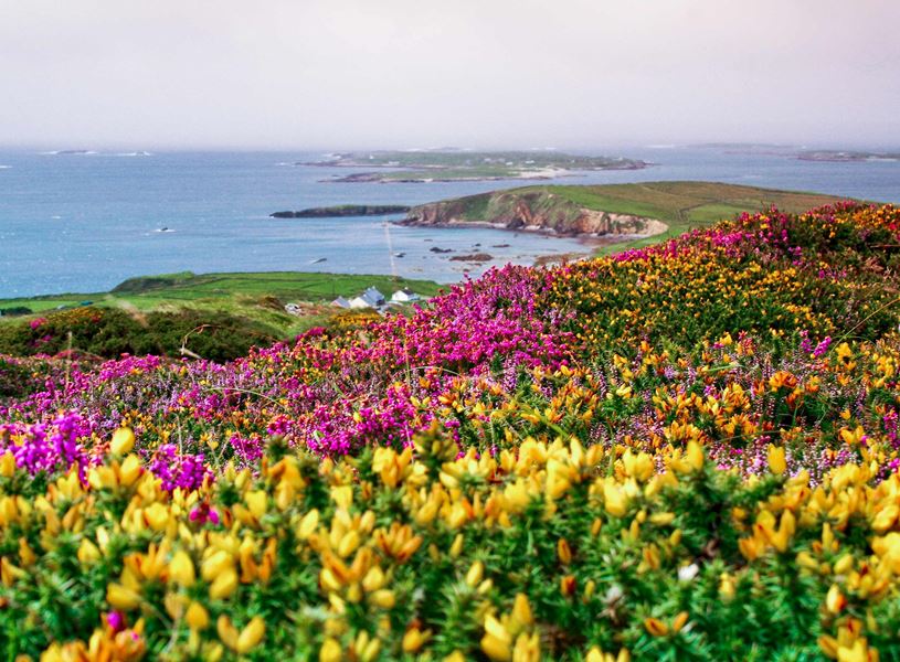 Heather and furze bushes in Connemara, Galway, Ireland