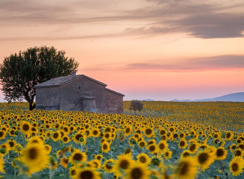 Sunflower field with stone building at sunset in Provence, France