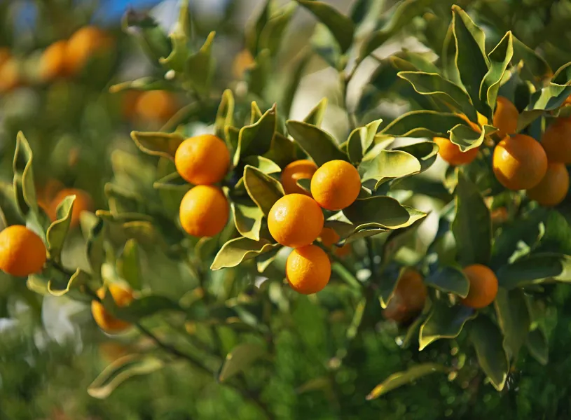 Kumquat in Seville, Spain