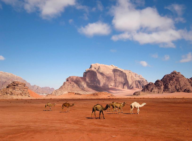 Camels in Desert, Wadi Rum, Jordan