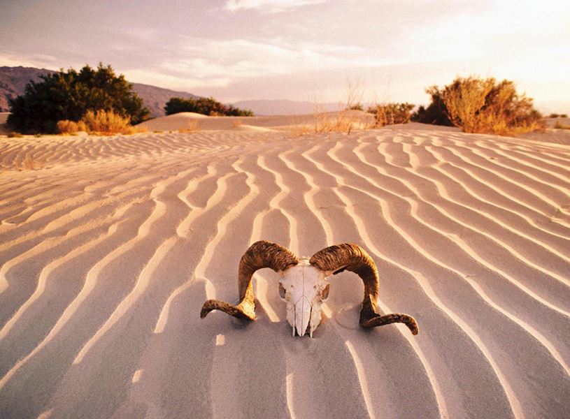Skull in Desert, Death Valley, USA