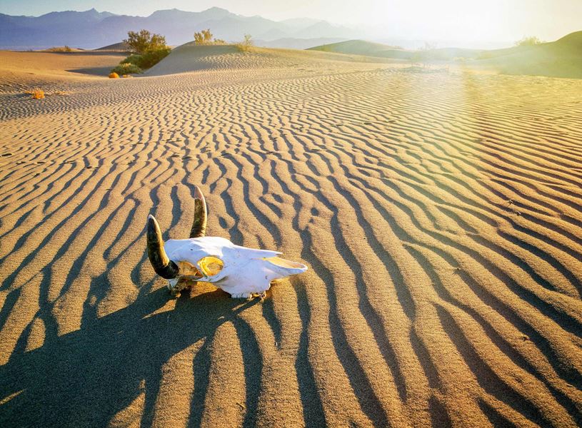 Skull in desert, Death Valley, USA