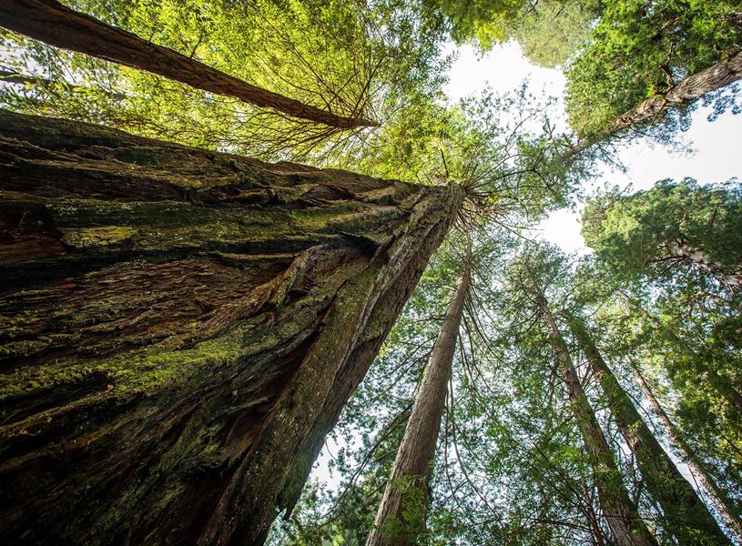 Tree in Sequoia National Park, USA