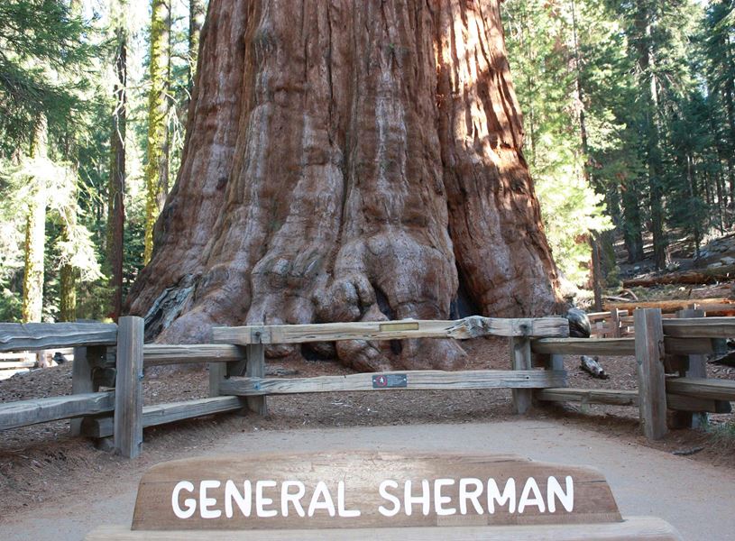 General Sherman Tree in Sequoia National Park, USA