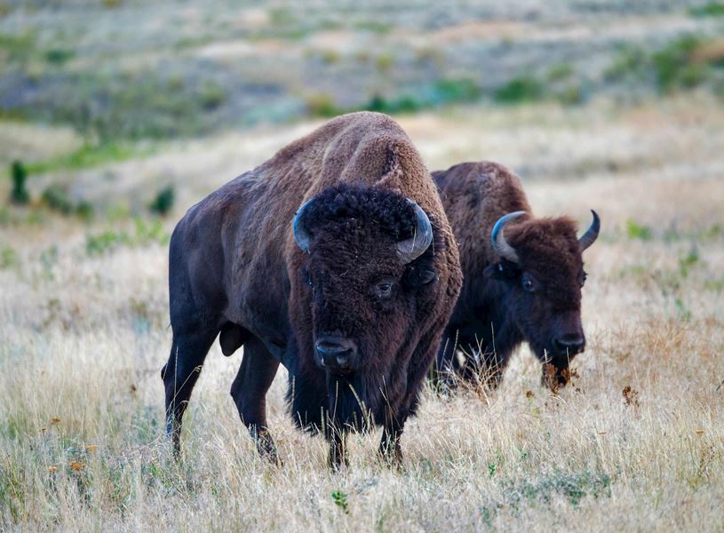 Bison in Yellowstone, USA