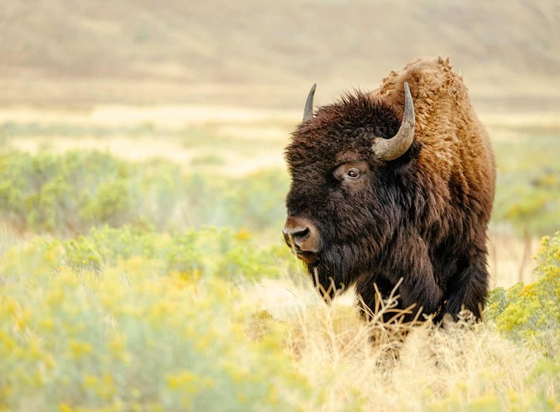 Bison in Sheridan USA