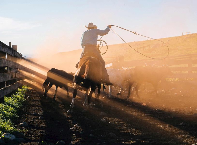 Cowboy Lassoing a Bull in Cody, USA