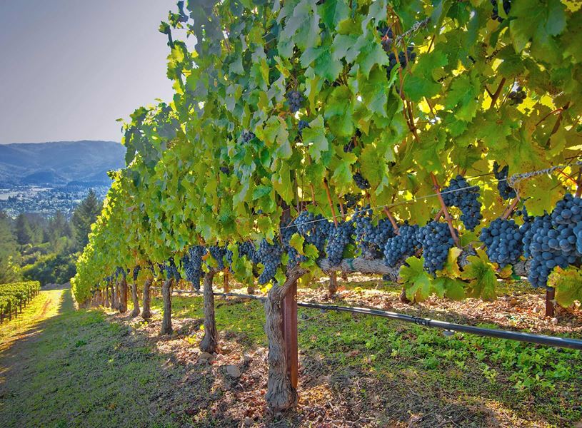 Vineyard in Napa Valley, USA