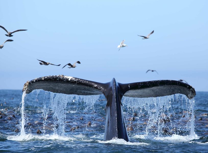 Whale in Monterey Bay, USA