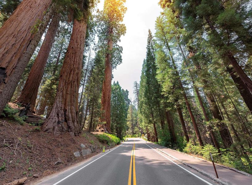 Sequoia National Park in Redwood, USA
