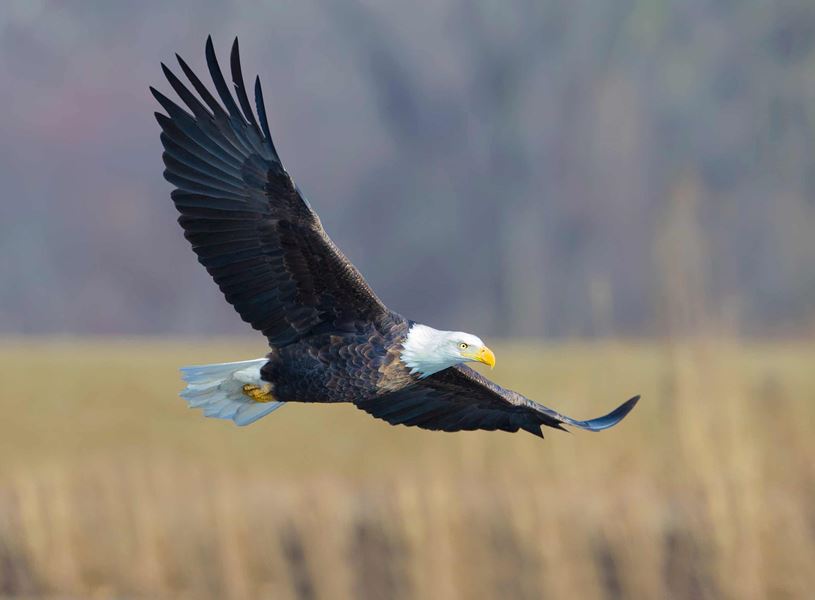 Bald Eagle in Colorado National Monument, USA