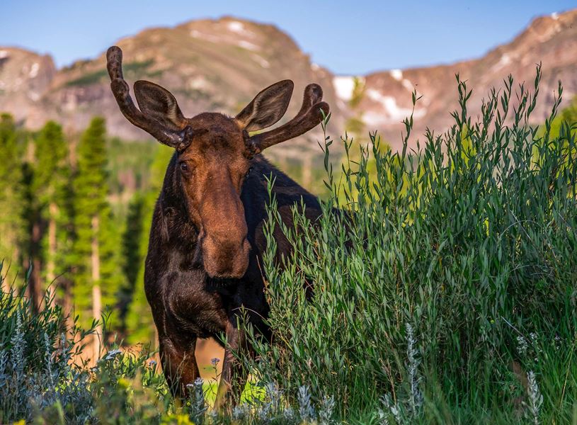 Bull Moose in Rocky Mountain National Park, USA