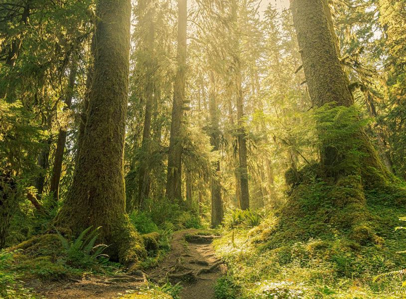 Hoh Rainforest in Olympic National Park, USA