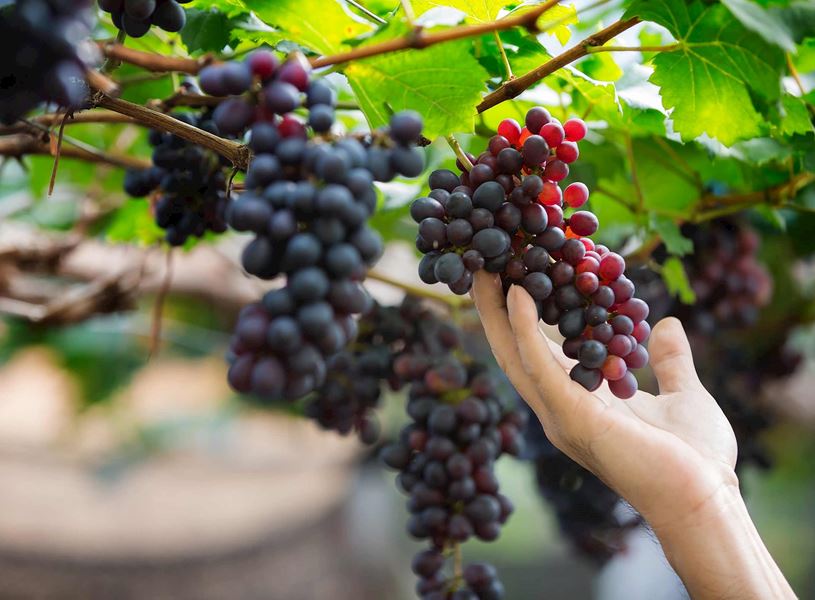 Grapes on tree in Willamette Valley, USA