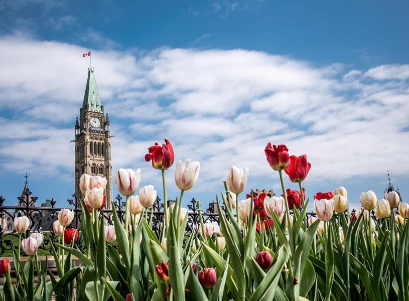 Parliament Buildings and tulips in Ottawa, Canada