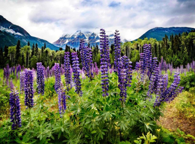Lupins Flower with view of Mountain, Mount Robson, Canada