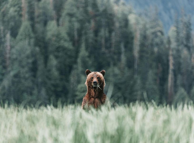 Bear in Banff National Park, Canada