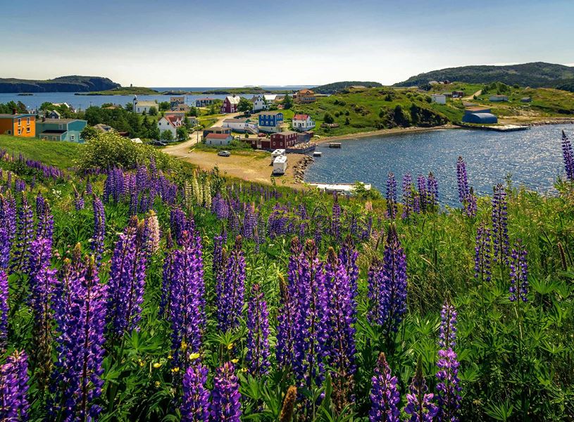 Wildflower with view of Deer Lake, Canada