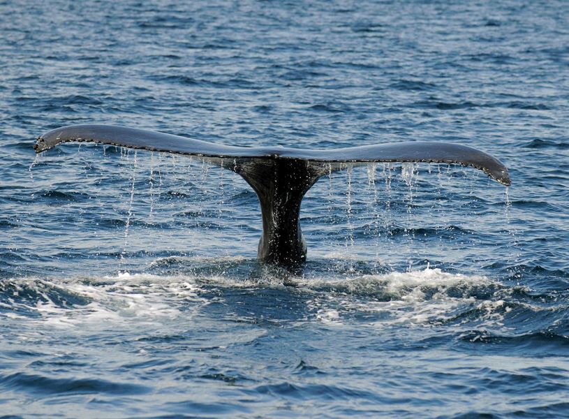 Whale Tail in Cape Bonavista, Canada