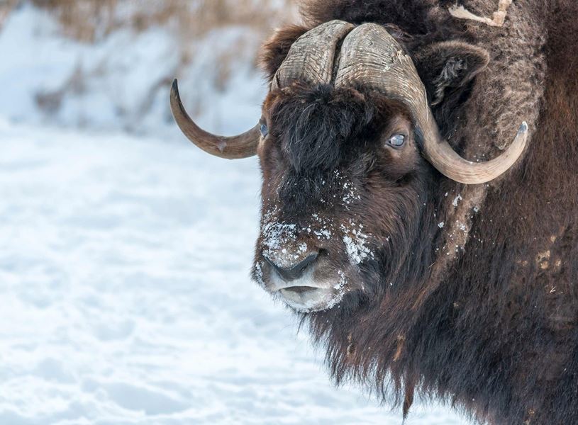 Snowy Nose Muskox in Anchorage, Alaska, USA