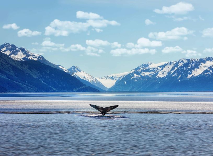 Whale Tail in Anchorage, Alaska, USA