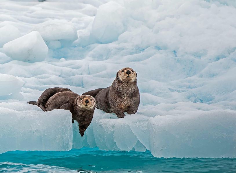 Sea Otter on Ice in Valdez, Alaska, USA