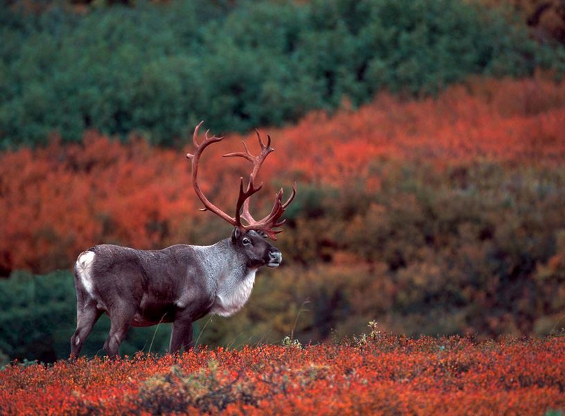 Barren-ground Caribou in Denali National Park, Alaska, USA