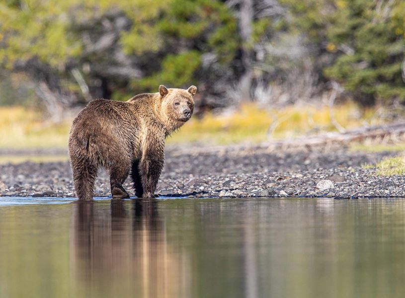 Grizzly Bear in Sun Peaks, Canada