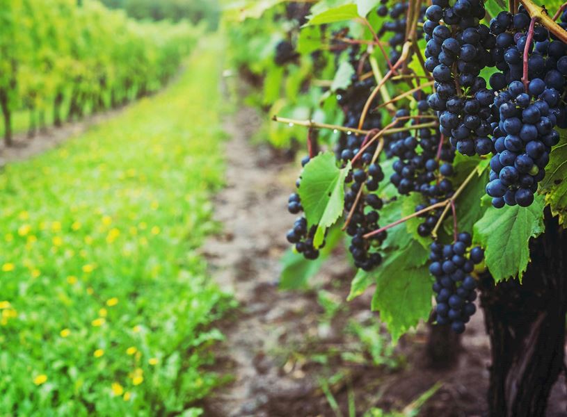 Vinyard in LaHave River Valley, Canada