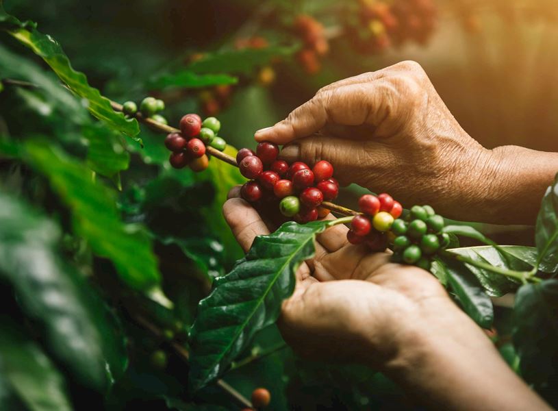 coffee-beans-honolulu-hawaii (1)