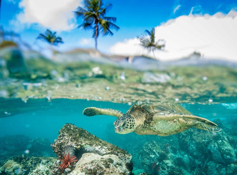 turtle-kaanapali-beach-hawaii