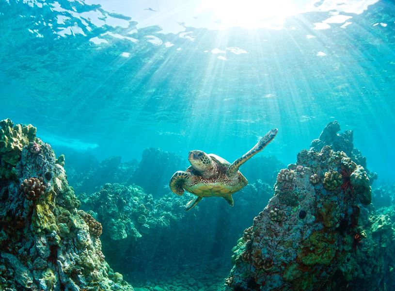 Turtle in Keauhou Bay, Hawaii