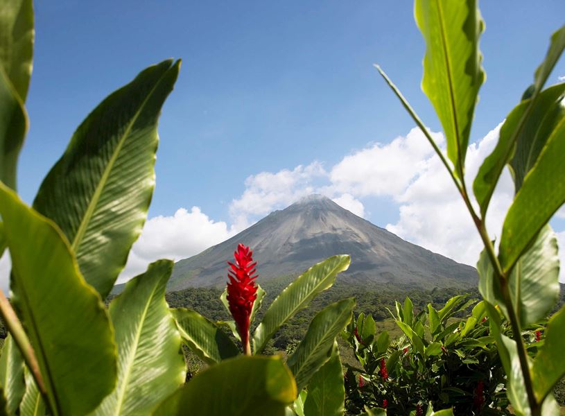 Red Ginger near Volcano in Arenal, Costa Rica