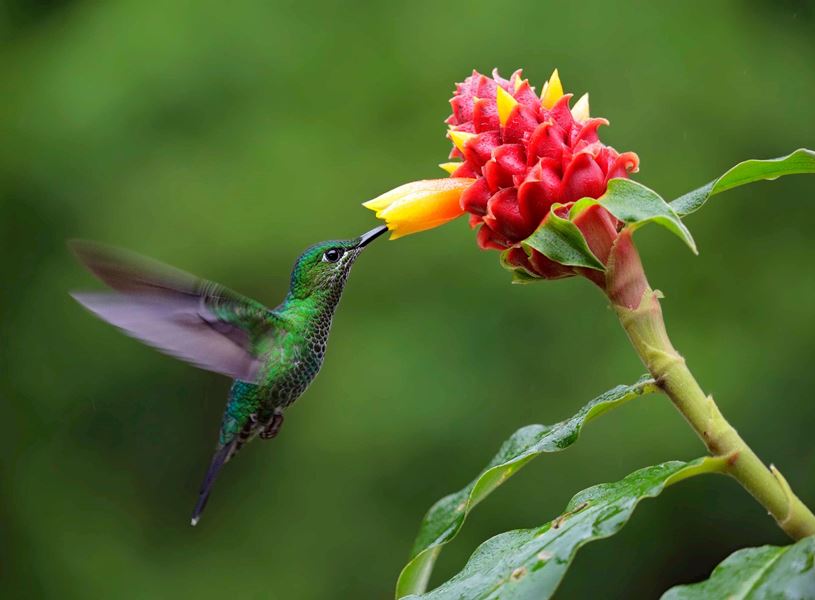Green Crowned Brilliant in Monteverde Cloud Forest, Costa Rica