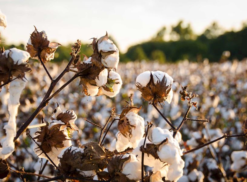 Cotton field in Natchez, USA