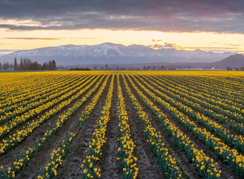 Daffodil rows in Mount Vernon, USA