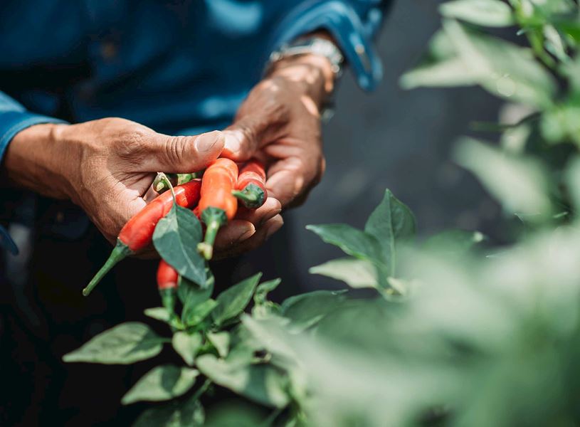 Hands of farmer holding freshly harvested chillies, Kumarakom, Kerala, India
