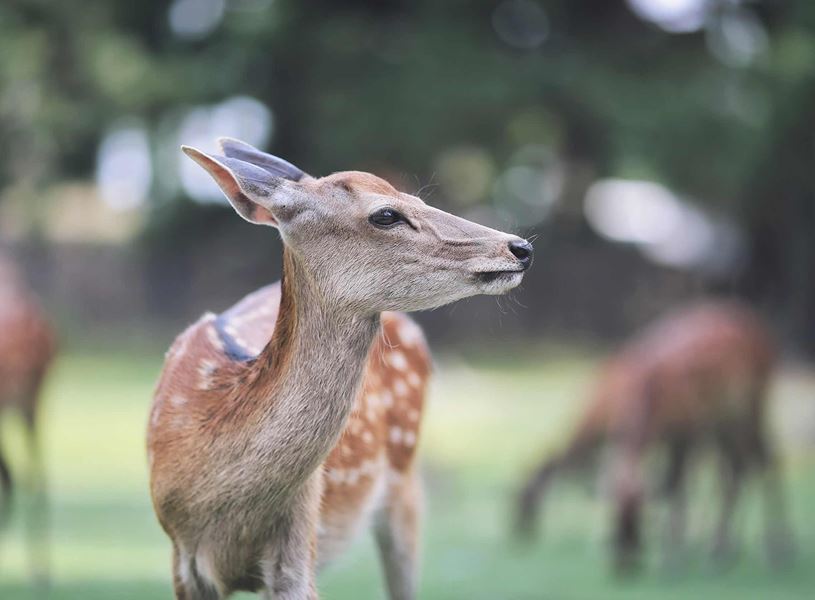 Close up of a young deer with blurred background, Japan