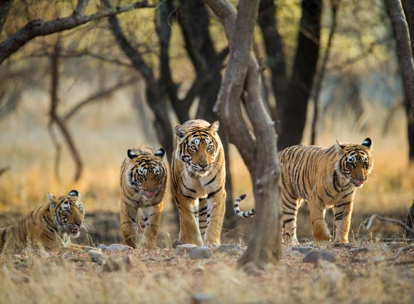 Four walking tigers in wild habitat, Ranthambore, India