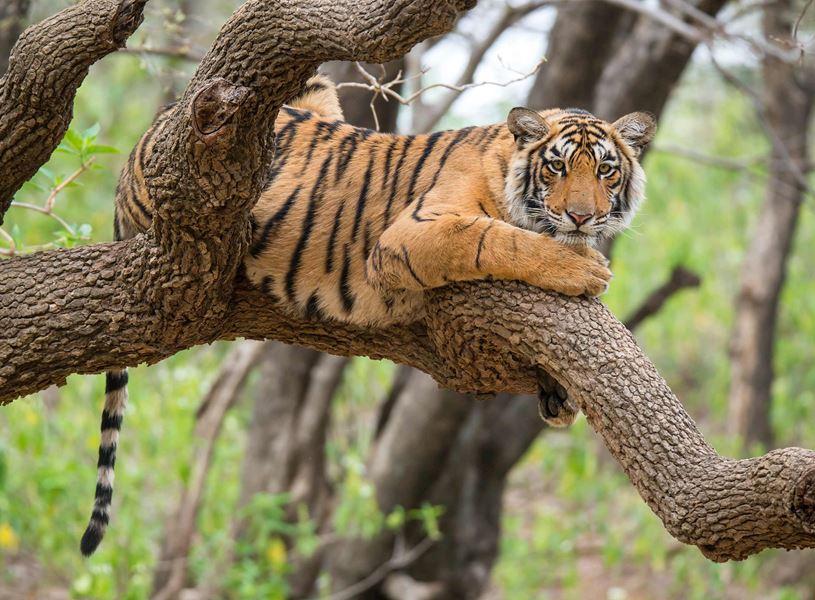 Tiger resting on a tree branch in Ranthambore, India