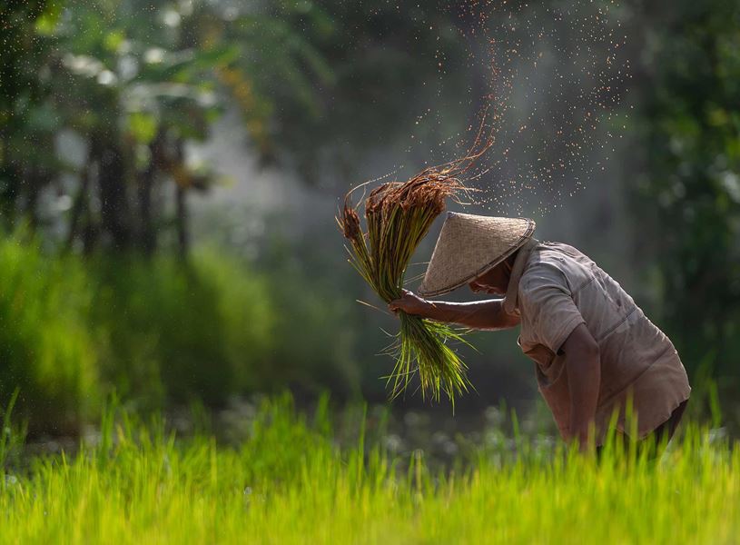 Farmer in rice field holding rice plants in hand, Ho Chi Minh City, Vietnam