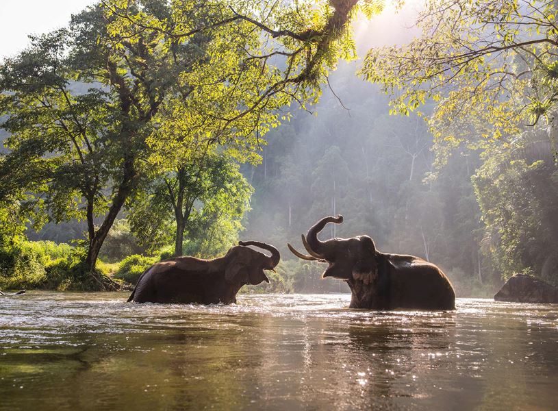 Elephants in Chiang Mai, Thailand