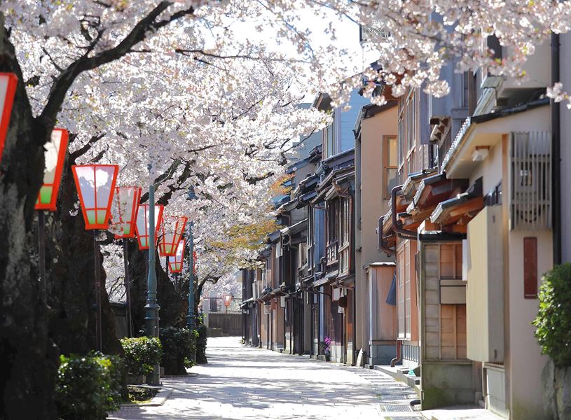 Cherry blossoms by traditional teahouse on historic Higashiyama street, Kanazawa, Japan