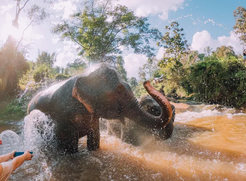 Elephant spraying water while bathing in river, Chiang Mai, Thailand